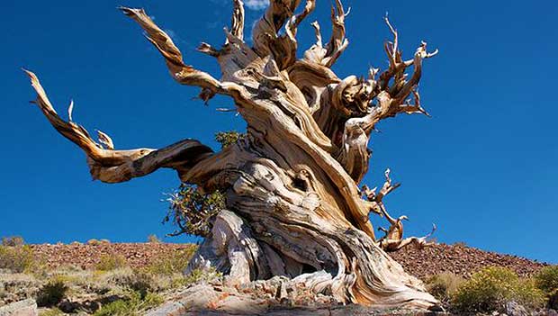 At 5 065 Years Old Meet The World s Oldest Living Tree But This Tree 