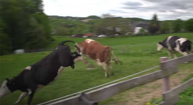 Watch 25 Cows Jump For Joy After They Are Saved From The Slaughterhouse