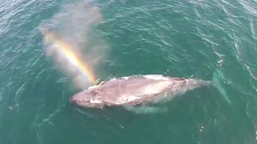 If You Have Never Seen A Whale Spout A Rainbow, Then You're In For A ...