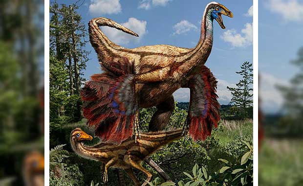 fossilized feathers dinosaur