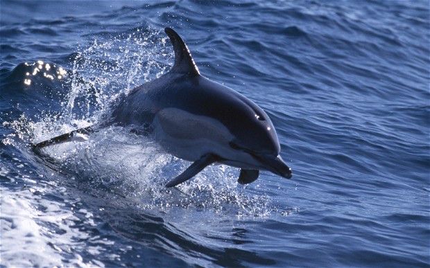 how-echolocation-works-in-dolphins-youtube