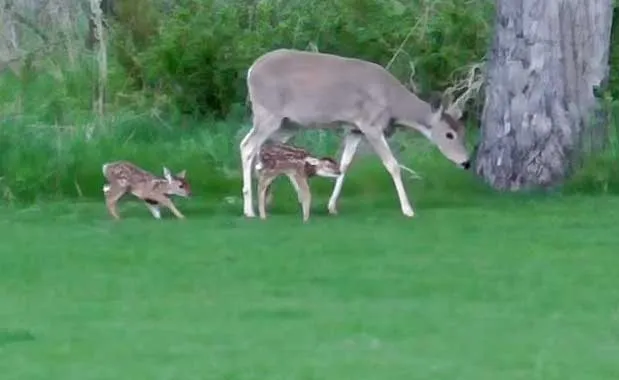 Abandoned Fawn Is Rescued, Nursed Back to Health, and Reunited With ...