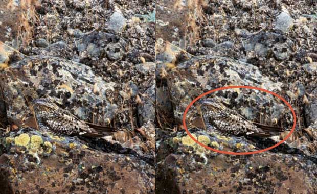 Can You Find These Camouflaged Animals Hiding in Plain Sight? - Your