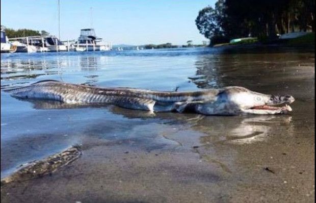 Freak Eel-Like Creature Found Washed Ashore on Australian Beach - Your