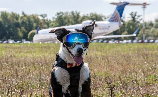 Piper Airport Dog: Meet the K-9 Keeping Runways Clear