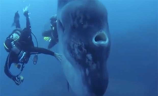 Amazing Footage of Enormous Mola Mola Fish Goes Viral - Your Daily Dish