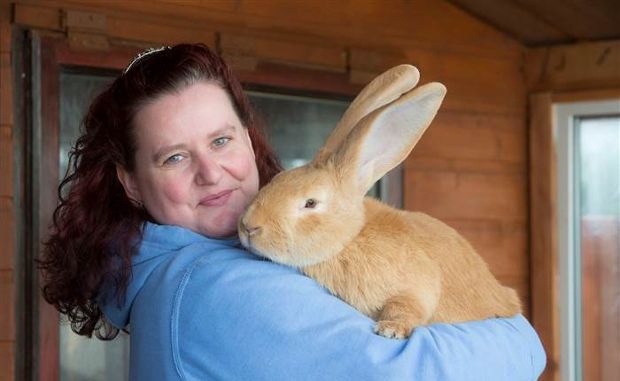 petlou colossal rabbit