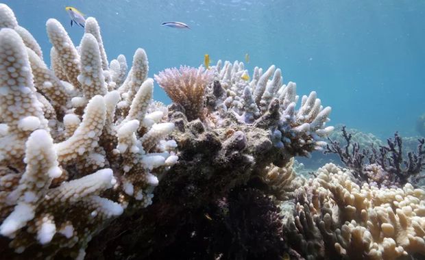 Disturbing Images Surface of Extensive Coral Bleaching Across Great ...
