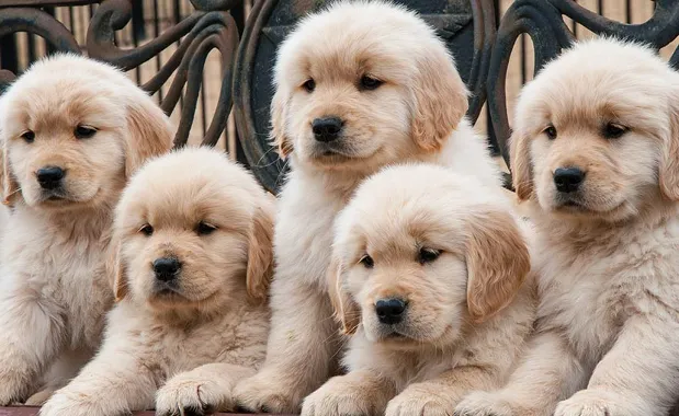 Social Media Explodes With Puppies for National Puppy Day - Your Daily Dish