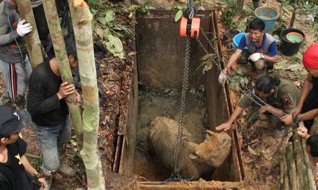 Researchers Make Contact With First Sumatran Rhinoceros in Over 40