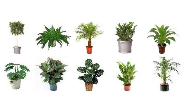 Best Air Filtering Plants To Help Filter Out Harmful Toxins In Your Best Air Filtering Plants To Help Filter Out Harmful Toxins In Your Home Daily Dish