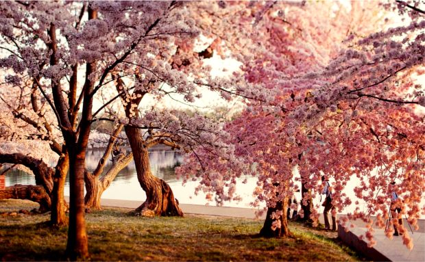 Surprising Places You Can See Cherry Blossoms This Spring - Your Daily Dish