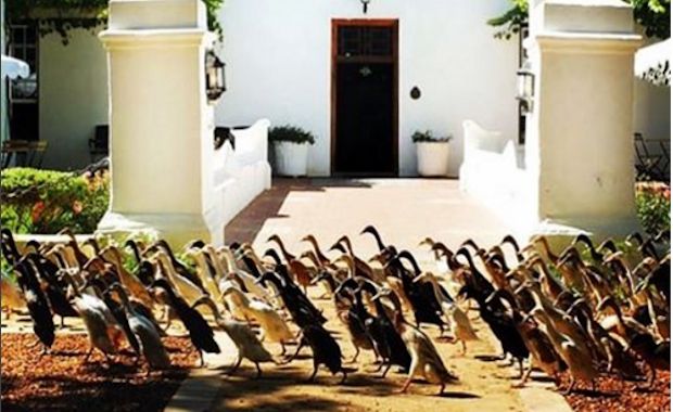 Watch 900 Ducks Eagerly Flock to Work on a Vineyard - Your Daily Dish