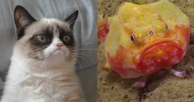 grumpy fish jellycat