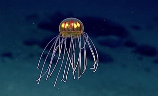 Deep Sea Researchers Discover New Species of Glowing Jellyfish - Your ...