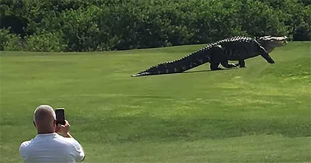 Dino-Sized Gator Takes a Stroll Through Florida Golf Course - Your ...