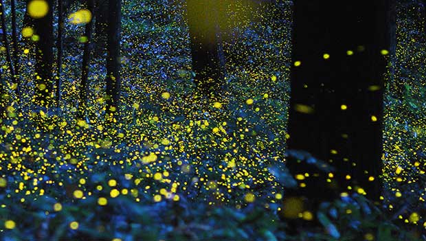 How to Attract Fireflies to Your Garden - Your Daily Dish