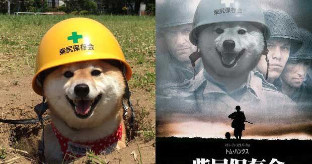 Shiba Inu In Construction Helmet Gets Hilarious Photoshop