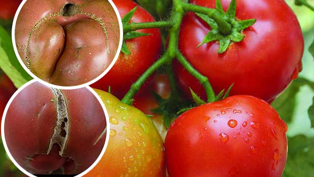 Common Mistakes You Re Making When Growing Tomatoes Your Daily Dish Common Mistakes You Re Making When Growing Tomatoes Your Daily Dish