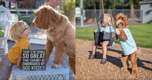 reagandoodle breeder