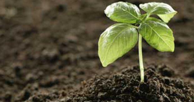 Four Ways to Enrich Your Garden Soil - Your Daily Dish