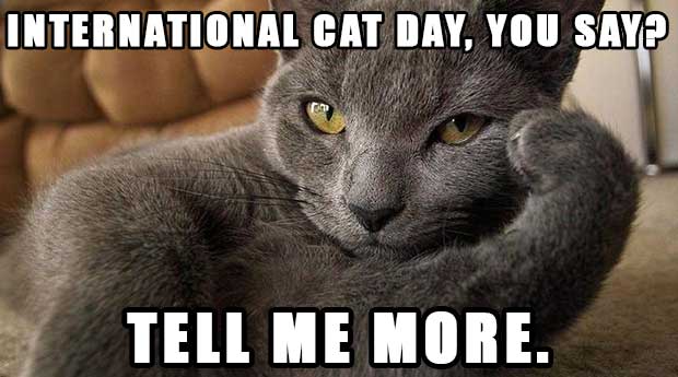 Image result for international cat day images