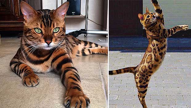 This House Cat Looks Like a Leopard and We Can't Get
