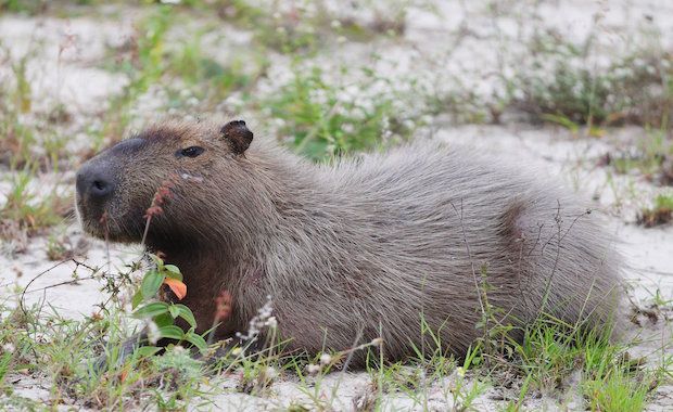 Capybaras Have Taken Over Olympic Golf Courses in Rio and They're Too ...