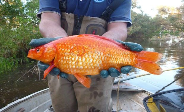 Check Out What Happens When a Goldfish Gets Released Into a Public ...