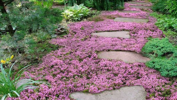 The Best Flowering Ground Cover Plants to Beautify Your Garden - Your ...