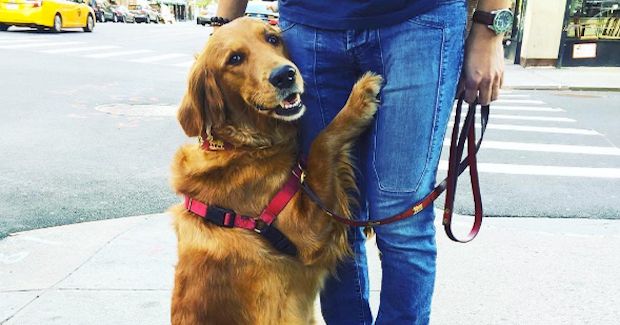 Meet Louboutina, the Friendliest Dog Giving Out Hugs Around New York ...