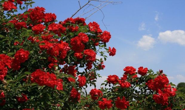 How to Grow a Beautiful and Healthy Rosebush - Your Daily Dish