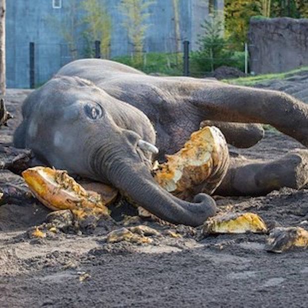 Watch These Elephants Celebrate Halloween By Smashing Pumpkins Your Daily Dish