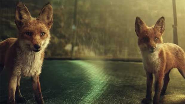 Foxes Badger Adorable Boxer Go Wild On Trampoline In Heartwarming Christmas Ad Your Daily Dish