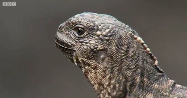 bbc iguana escaping lots of snakes bbc iguana escaping lots of snakes