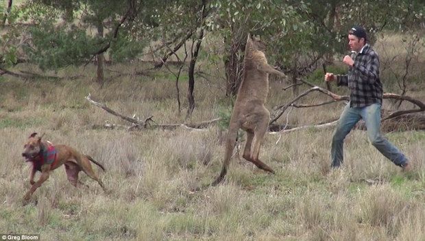 Viral Video Shows a Man Punching a Kangaroo in an Unlikely Matchup ...