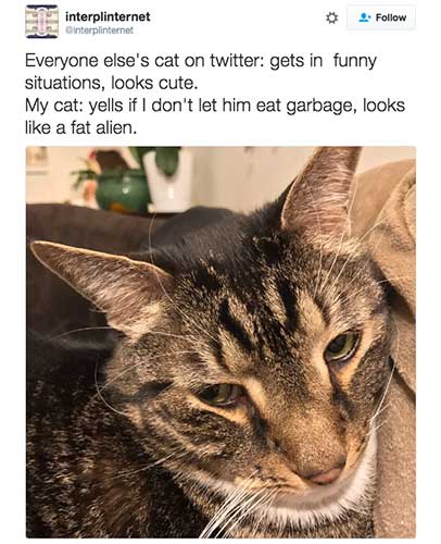 Cat Twitter Is Just the Thing to Brighten This or Any Day