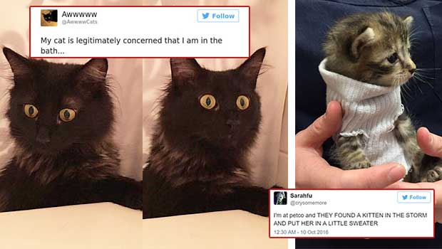 Cat Twitter Is Just the Thing to Brighten This or Any Day