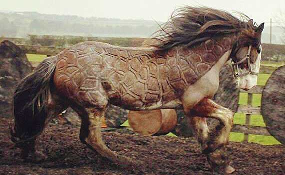 Beautiful Horse Haircuts Created By Skilled Groomer Jillian Scott
