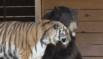 Animals Love Each Other Too on Valentine's Day — Not Just Humans!