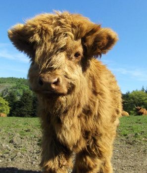 fluffy baby cows