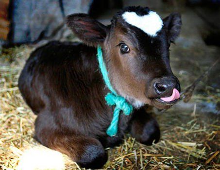 Fluffy Baby Cows Are Here to Make Your Day Better