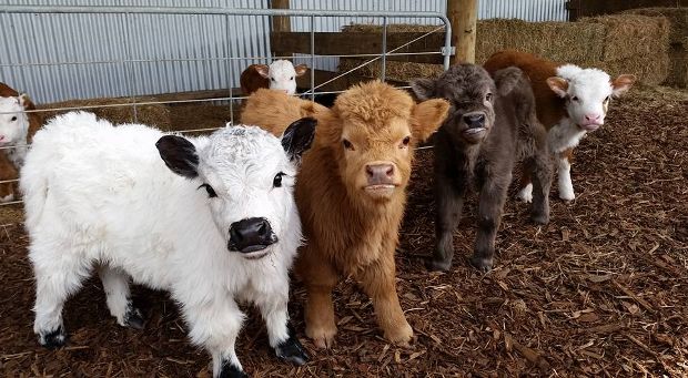 fluffy baby cows