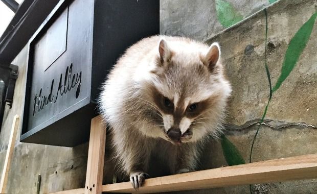 Raccoon Cafe in Seoul, South Korea Offers Coffee With Outdoor Critters