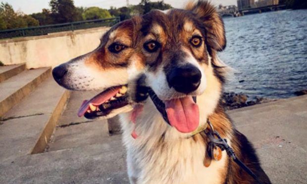 Funny Panoramic Dog Photos ~ HexoPict Wall Ideas