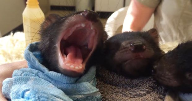 baby tasmanian devils