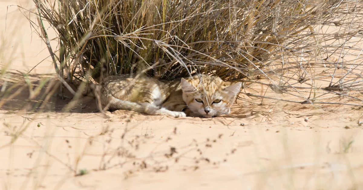 Sand Kittens Photographed in the Wild for the First Time