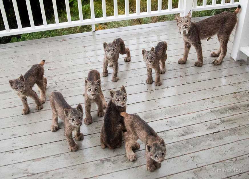 Family of Wild Lynx