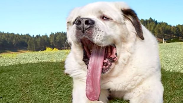 Adorable St Bernard Holds The Record For Longest Tongue In The World