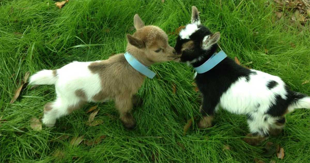 Pygmy Goats Show San Diego County Fair